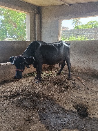 3 જુ વેતર ભેંસ વેચવાની છે