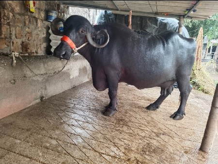 જયેશભાઈ