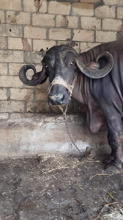 ભેંસો માટે કોન્ટેક કરો