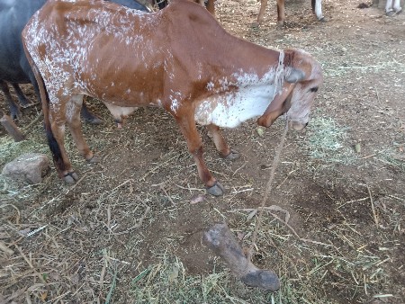 ગોઢલા