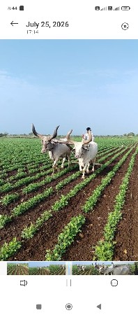 બળદ વેચવાના છે