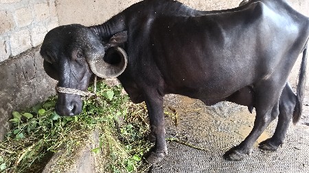 ભેંસ વેચવાની છે