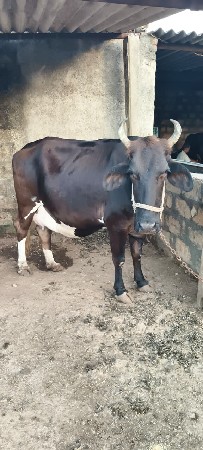 બીજું વેતર પાંચ  છ દીવીસની કાચી