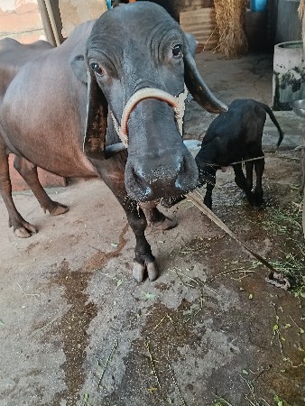 ભેંસ વેચવાની છે