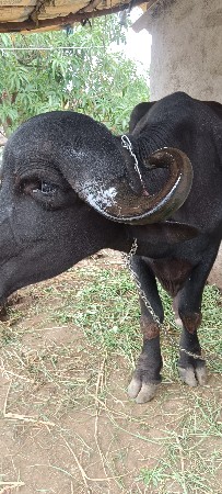 3વરની છે