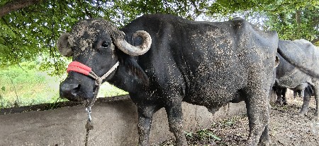 ખળેલી વેચવાની છે