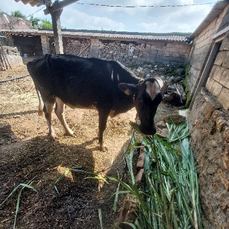 એસબ હૉળકી