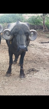 ભેંસ
