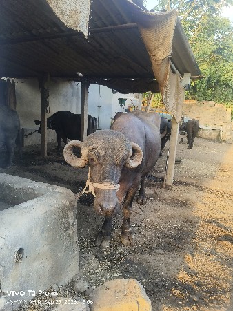 2 વેતર ની ભેંસ વેચવાની છે