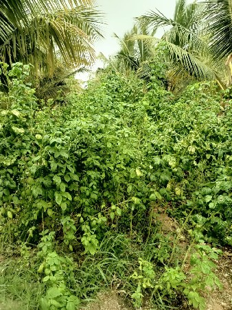 15,વીઘા ની,નારીયેરીનો બગિસો