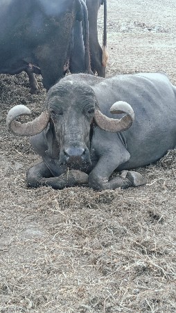 ભેંસ વેચવાની છે