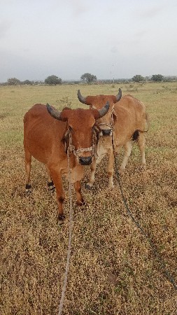 ચાર ચાર દાતે