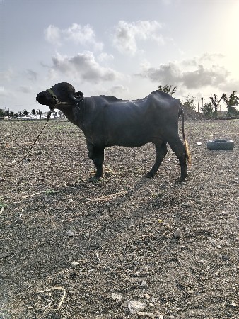 ભેંસ વેચવાની છે