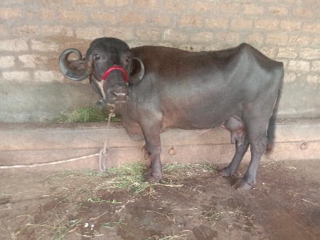ભેસ