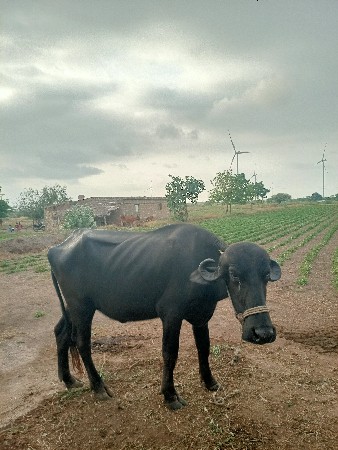 ખળેલુ વેચવાનુ છે