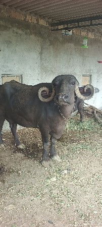 વેચવાની છે