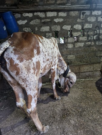 ગાય વેચવા નીછે