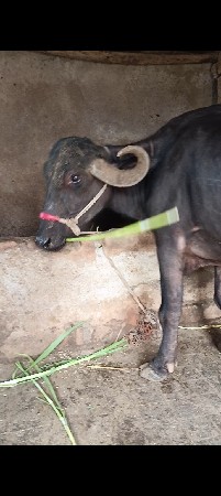 ભેંસ વેચવાની છે