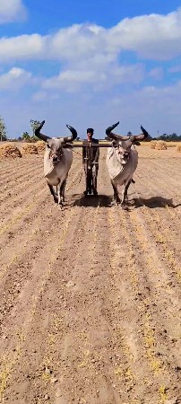 બડદ વેશવાના સૈ