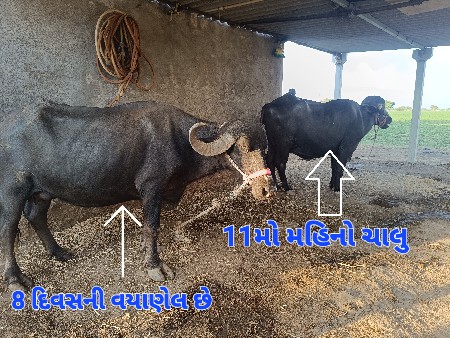 વેચાણ  પેલવેતરા છે બેય