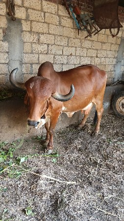 ગાય વેચવાની છે