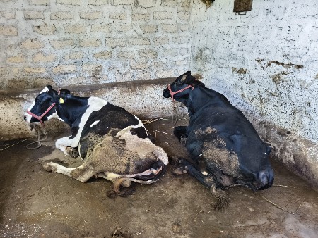 ગાયો આપી દેવાની છે