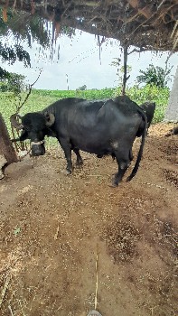 આ ભેસ વેચવા ની છે