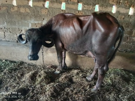 ભેંસ વેચવાની છે