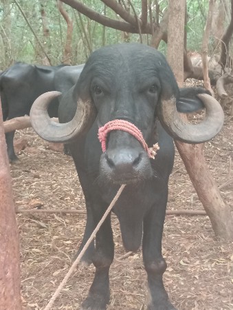 ચારખણેલાવેચવાનાસે.એકનેએકમયનોથયો