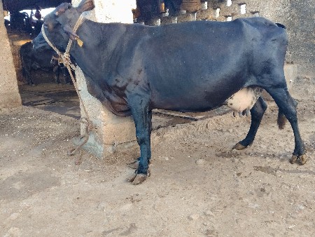 ગાય વેચવાની છે