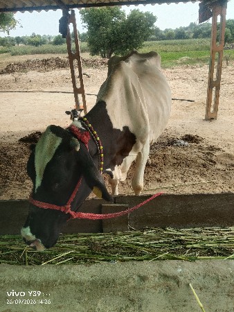 વેચવા ની છે