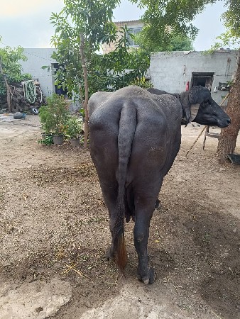 ભેસ