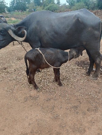 ભેંસ