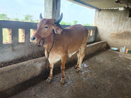 વેચવાની
