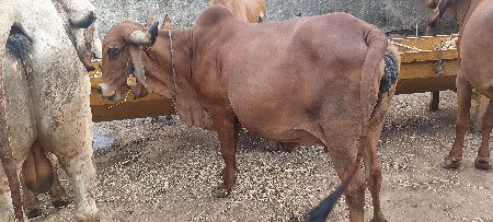 8 મહિના અને 10 દિવસ ગાભણ