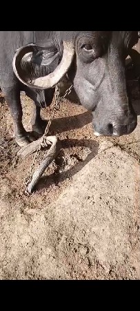 ભેંસ વેચવાની છે