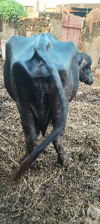 ભૅસવૅચવાનીછૅ
