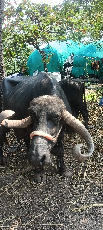 ભેંસ વેચવાની છે