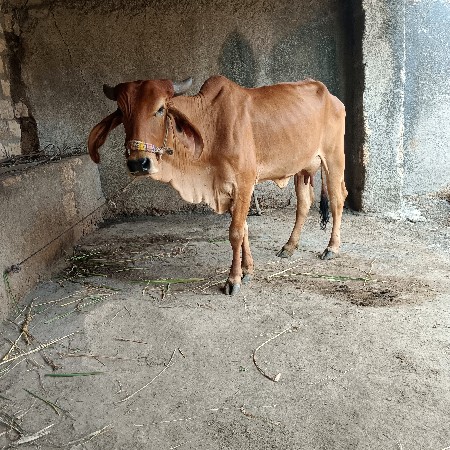ગાય વેચવાની છે સાવ સોજી