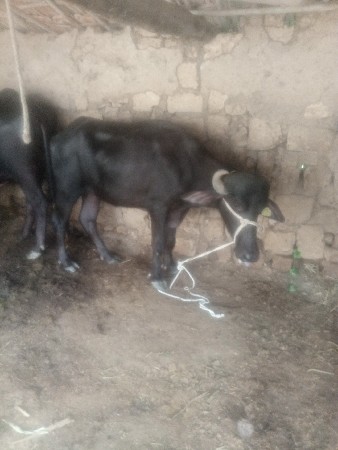 ભેસ