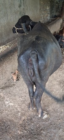 ત્રિજુ વેતર ઘાભણ સે 
7 લીટર