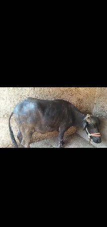 બનિ ભેશ