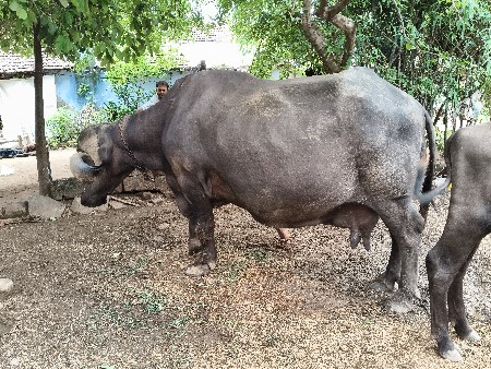 ભેંસ વેચવાની છે