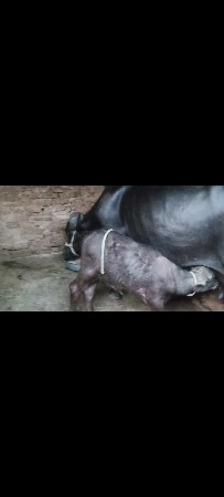 ભેંસ વેચવાની છે