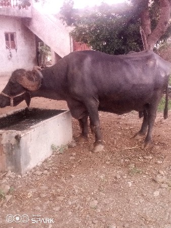 વેચવાનુછે