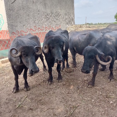 પાડો
