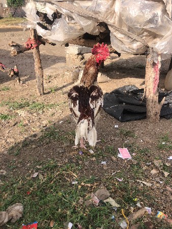 અસીલ મુરઞો દેવાનો સે