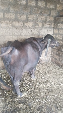 ભેંસ વેચવાની છે