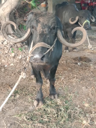 1 ખળેલુ 2 ભેંશ વેશવાના છે