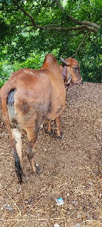 બગસરા અમરેલી
